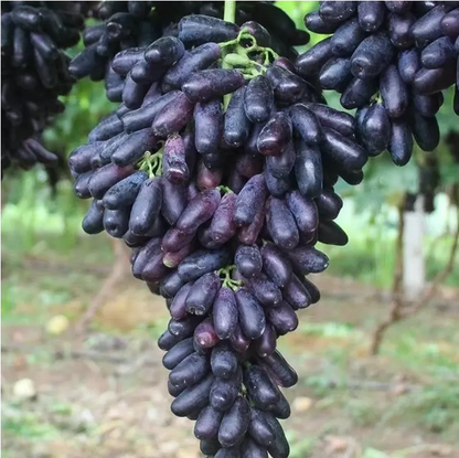 🎉(Nueva cosecha) Semillas de guayaba rosa orgánica | 🌼🌼Preparadas para una alta germinación (99% de germinación)-A-XA