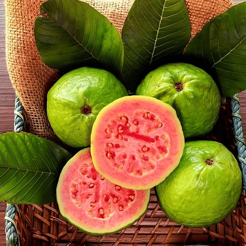 🎉(Nueva cosecha) Semillas de guayaba rosa orgánica | 🌼🌼Preparadas para una alta germinación (99% de germinación)-A-XA