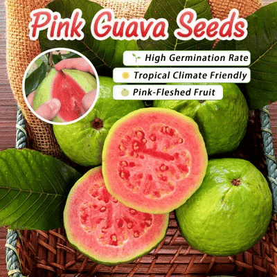 🎉(Nueva cosecha) Semillas de guayaba rosa orgánica | 🌼🌼Preparadas para una alta germinación (99% de germinación)-A-XA