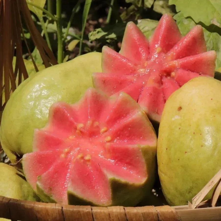 🎉(Nueva cosecha) Semillas de guayaba rosa orgánica | 🌼🌼Preparadas para una alta germinación (99% de germinación)-A-XA